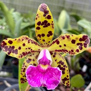 Bundle deal!!! 2 or more items 30% off!! Free Shipping!!!! Everything on sale!!!